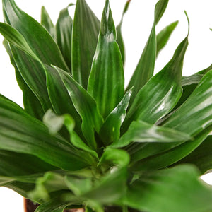 Dracaena 'Janet Craig' Dragon Tree House Plant in 3", 4" or 6" Pot