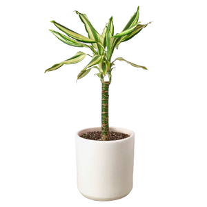 Dracaena 'Sted Sol Cane'