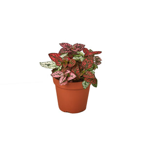 Open image in slideshow, Hypoestes &#39;Polka Dot&#39;
