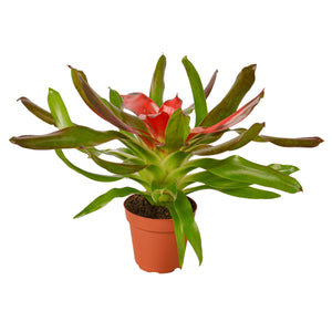 Open image in slideshow, Bromeliad Medusa
