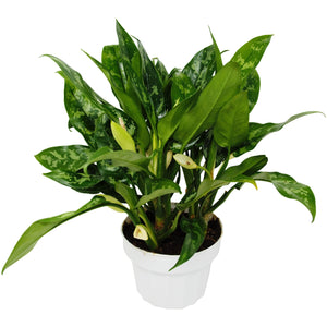 Open image in slideshow, Chinese Evergreen &#39;Maria&#39;
