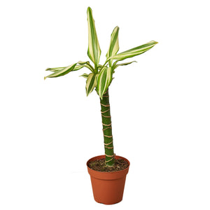 Open image in slideshow, Dracaena &#39;Sted Sol Cane&#39;
