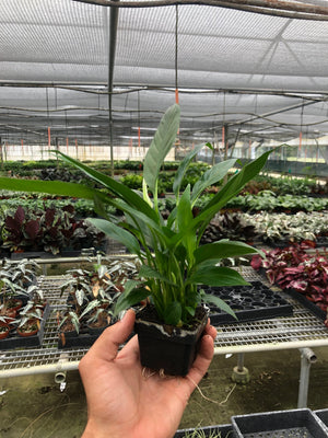 Open image in slideshow, Spathiphyllum &#39;Peace Lily&#39;
