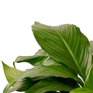 Spathiphyllum 'Peace Lily'