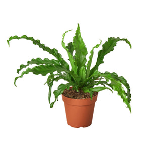 Bird‚Äôs Nest 'Victoria' Fern