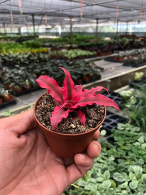 Open image in slideshow, Cryptanthus &#39;Pink Star&#39; - 3&quot; Pot
