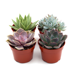 Open image in slideshow, Rosette Succulent Variety Packs
